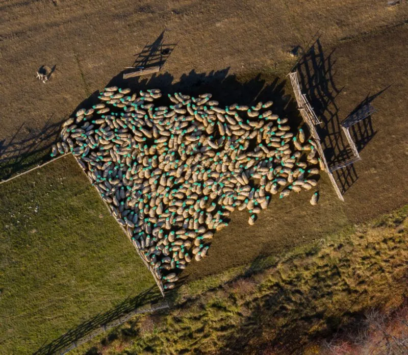 Screenshot showing the result of the model having been trained on sheep heads rather than the entire body