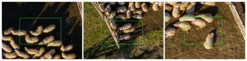 Three aerial images of sheep on differing backgrounds