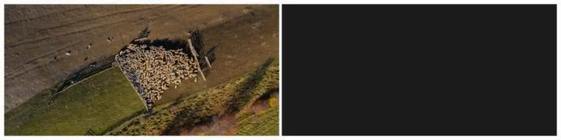 Screenshot of a satellite image of sheep alongside a blank space