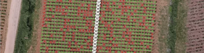 Aerial image of vineyard rows analyzed with GeoAI, showing plant health monitoring for precision viticulture.
