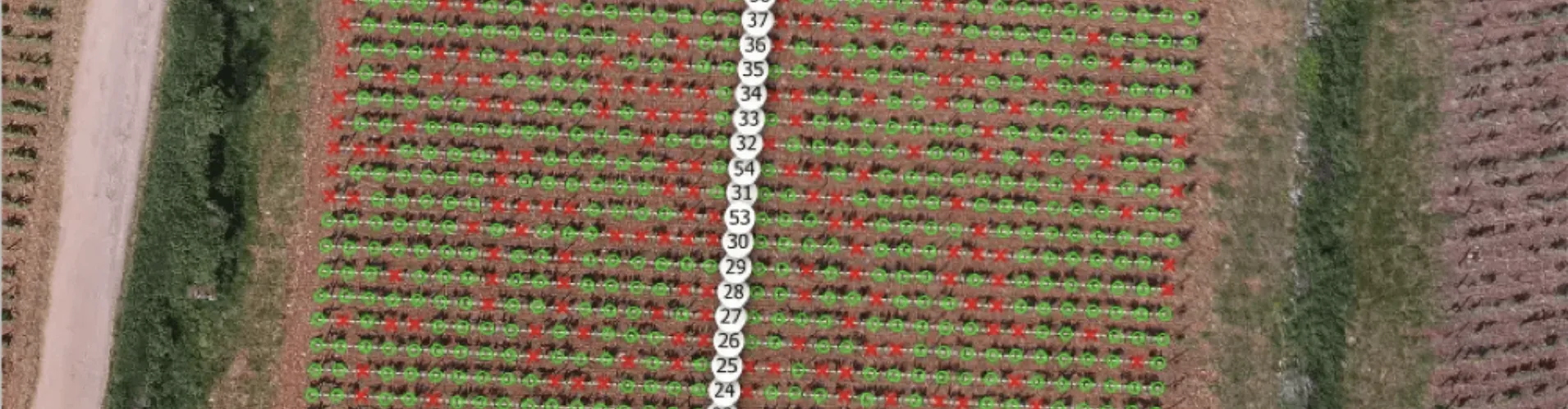 Aerial image of vineyard rows analyzed with GeoAI, showing plant health monitoring for precision viticulture.