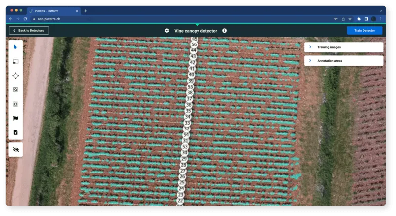 Screenshot of the vine canopy detected along the vine rows