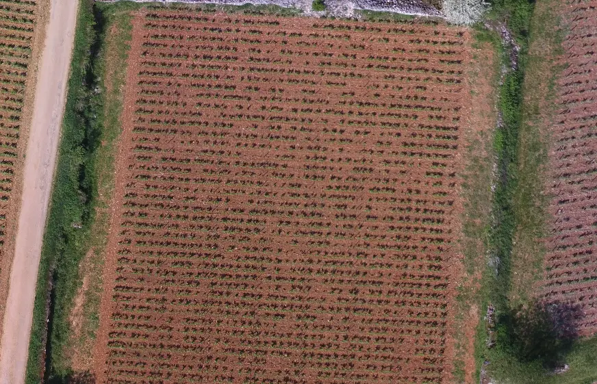 Aerial imagery of a vineyard