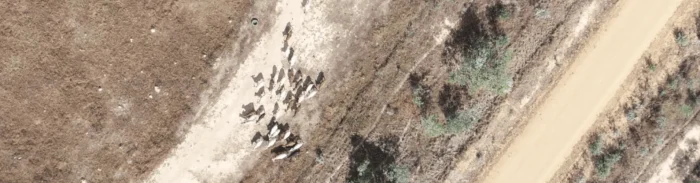 Aerial drone view of cattle herd on dry farmland analyzed with Picterra AI for livestock monitoring