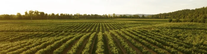 Large agricultural field with crop rows monitored for yield prediction using satellite and GeoAI analysis