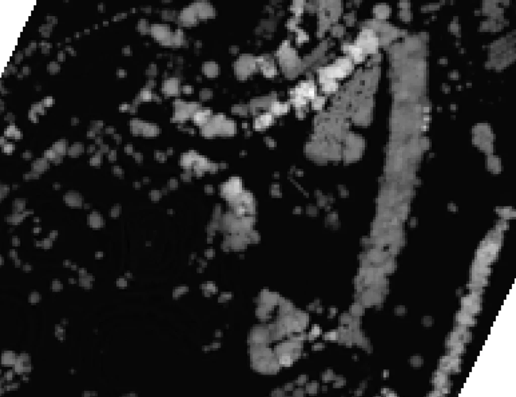 Example of a DHM image