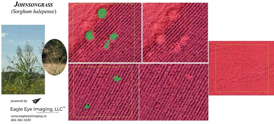 Composite image showing johnson grass and screenshots of detectors