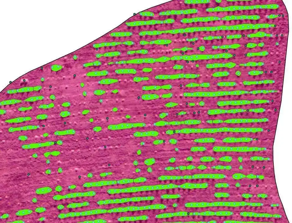 Screenshot of the final result showing detected trees