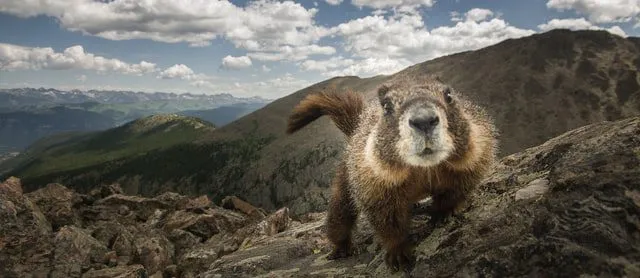 Photograph of a marmot
