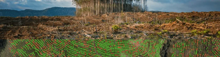 Deforested area with Picterra tree health monitoring overlay in red and green dots
