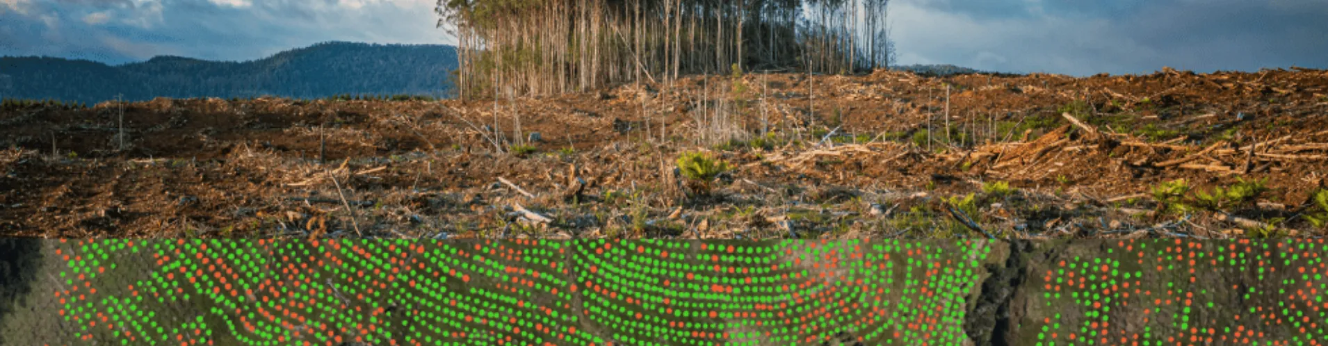 Deforested area with Picterra tree health monitoring overlay in red and green dots
