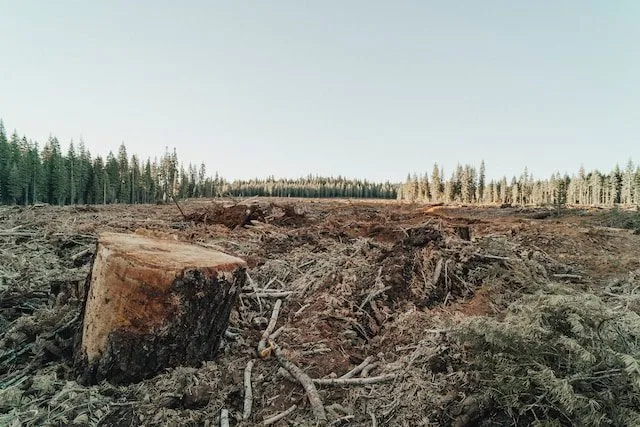 Photo of deforested land