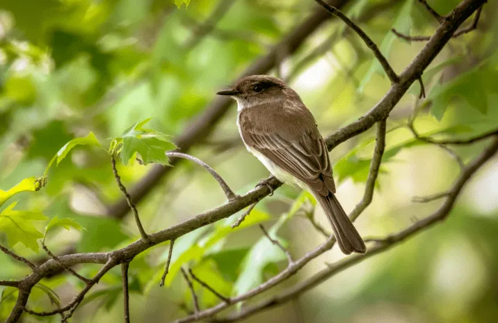 A brown songbird sitting on a branch surrounded by green leaves.