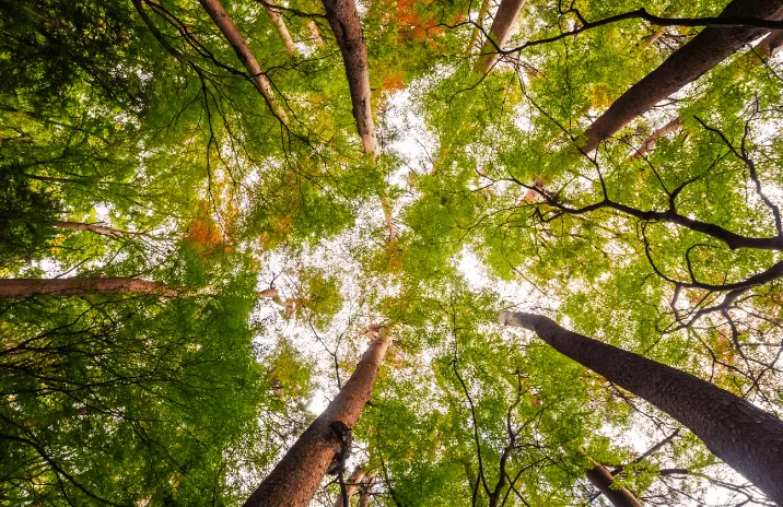 A view from the ground up through a dense canopy of trees.
