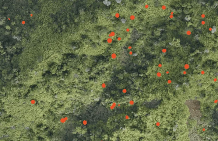 Satellite imagery highlighting individual trees with red points across a green forest.