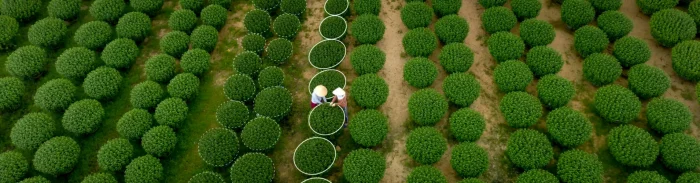 Drone view of two workers in hats among circular rows of green crops, showing precision farming patterns.
