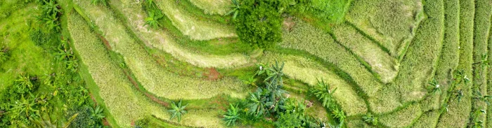 Drone view of green terraced farmland with crops and trees, showing hillside agriculture patterns.