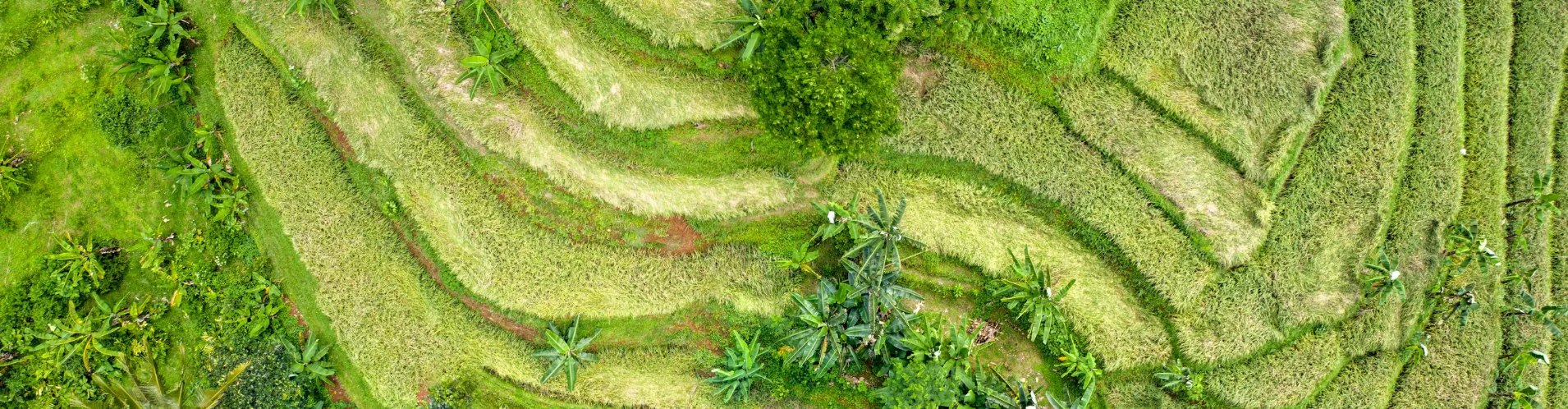Drone view of green terraced farmland with crops and trees, showing hillside agriculture patterns.