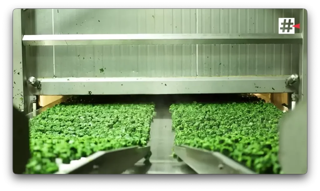 Leafy green crops moving through a processing facility on conveyor belts, illustrating agricultural production and food safety monitoring.