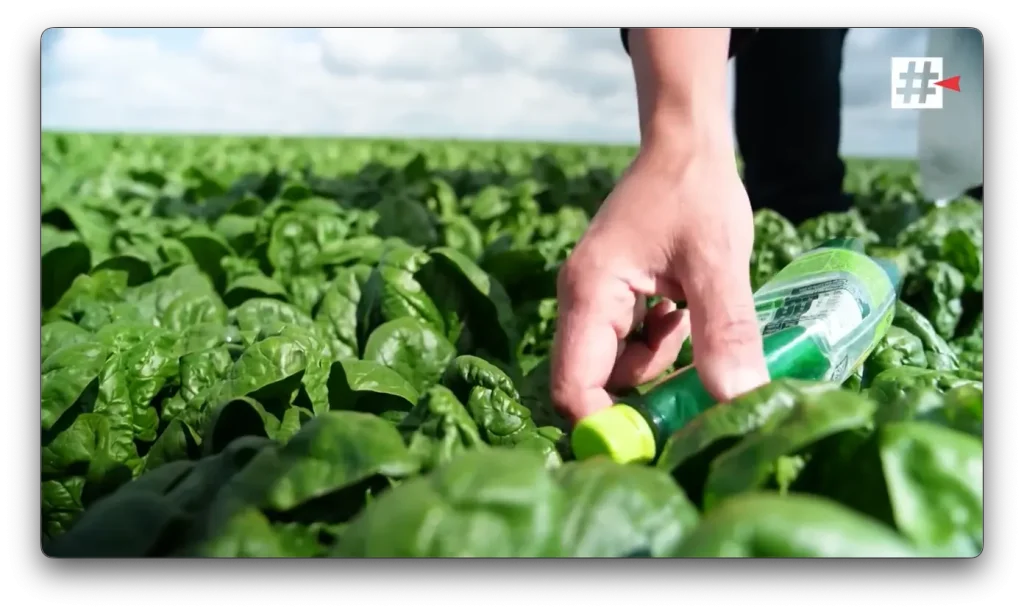 A field worker’s hand lifts a discarded plastic bottle from between spinach leaves after it was flagged for removal.