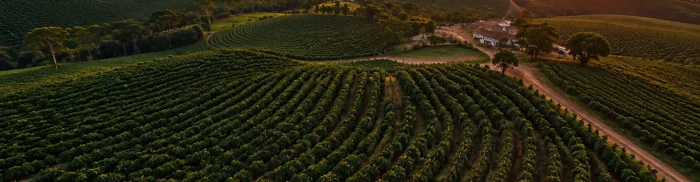 Aerial view of lush green coffee crops planted in neat, curving rows across rolling hills, illuminated by warm sunlight near a farmstead building.