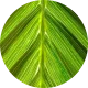 WUDR_palm oil