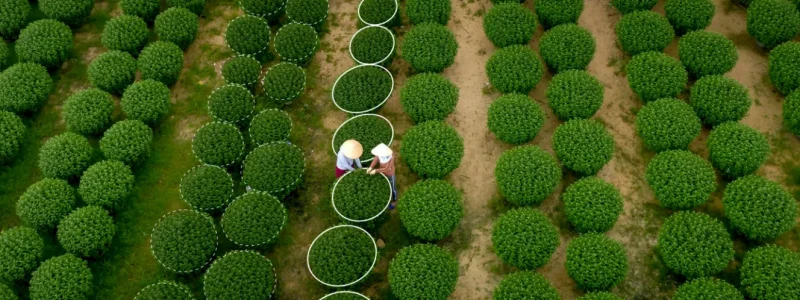 Drone view of two workers in hats among circular rows of green crops, showing precision farming patterns.