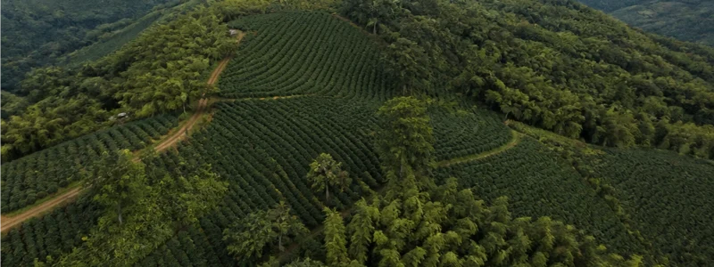 An aerial view of a lush coffee plantation in Brazil, featuring neatly planted rows of coffee trees across rolling hills surrounded by dense tropical forest. This image highlights sustainable coffee farming and agricultural landscapes, making it ideal for content about public insights monitoring coffee in Brazil, coffee production trends, environmental monitoring, and the Brazilian coffee industry.